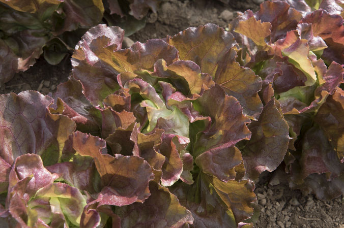 Skyphos Lettuce | Plant List | U.S. Hydroponics