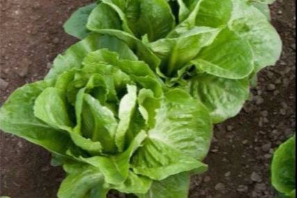 Coastal Star Lettuce | U.S. Hydroponics