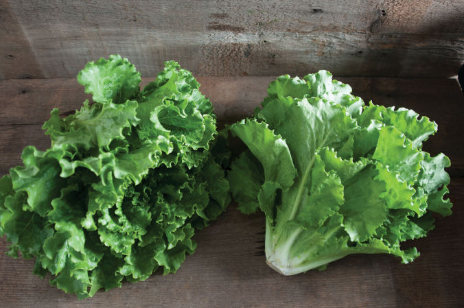 Fusion Lettuce | Plant List | U.S. Hydroponics