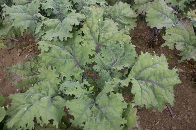 Red Russian Kale | Plant List | U.S. Hydroponics